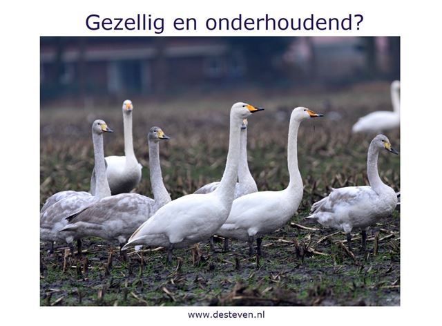 Gezellig en onderhoudend